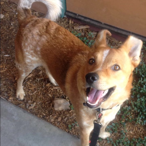 Welcome to my Closet!! Meet your Posher, Courtney - Picture 4 of 4